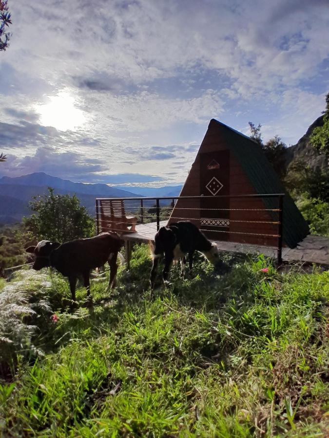 Mamaterra Glamping Capsule hotel Macanal